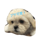 わんちゃんと一緒（個別スタンプ：9）