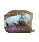 わんちゃんと一緒（個別スタンプ：12）