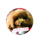 わんちゃんと一緒（個別スタンプ：13）