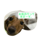 わんちゃんと一緒（個別スタンプ：16）