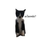 crazycat Lupang（個別スタンプ：2）