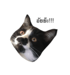 crazycat Lupang（個別スタンプ：4）
