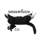 crazycat Lupang（個別スタンプ：5）