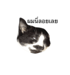 crazycat Lupang（個別スタンプ：6）