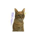 猫の言葉MAX ver.2（個別スタンプ：1）