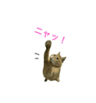 猫の言葉MAX ver.2（個別スタンプ：2）