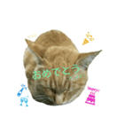 猫の言葉MAX ver.2（個別スタンプ：7）