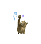 猫の言葉MAX ver.2（個別スタンプ：9）