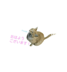 猫の言葉MAX ver.2（個別スタンプ：10）