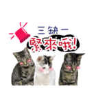 home 3 cat（個別スタンプ：5）