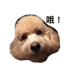 cute dog gai gai（個別スタンプ：1）