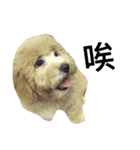 cute dog gai gai（個別スタンプ：3）