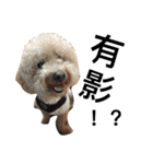 cute dog gai gai（個別スタンプ：5）