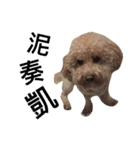 cute dog gai gai（個別スタンプ：6）