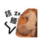 cute dog gai gai（個別スタンプ：7）