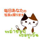 猫 : いつも大好き タイ語日本語（個別スタンプ：30）