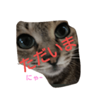 猫吹きだし（個別スタンプ：1）