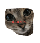 猫吹きだし（個別スタンプ：7）