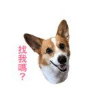 Corgi Ka-ne's murmuring（個別スタンプ：5）