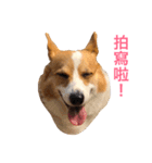 Corgi Ka-ne's murmuring（個別スタンプ：6）