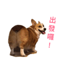 Corgi Ka-ne's murmuring（個別スタンプ：11）