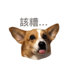 Corgi Ka-ne's murmuring（個別スタンプ：16）