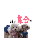 ワイルドトイプードルの毎日（個別スタンプ：21）