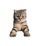 Pun Di  Di（個別スタンプ：8）