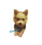 Aura  dog（個別スタンプ：1）