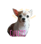 Miss Janko : Being fabulous Chihuahua（個別スタンプ：3）