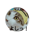 にゃーごスタンプ2（個別スタンプ：5）