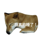 dog dog go go go（個別スタンプ：6）