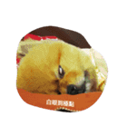 the dog is Gimbo2（個別スタンプ：12）