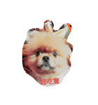 the dog is Gimbo2（個別スタンプ：16）