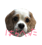 飼い犬えみぃちゃん♪時々ソフィ♪（個別スタンプ：3）