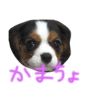 飼い犬えみぃちゃん♪時々ソフィ♪（個別スタンプ：4）