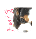 飼い犬えみぃちゃん♪時々ソフィ♪（個別スタンプ：6）