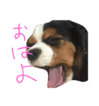 飼い犬えみぃちゃん♪時々ソフィ♪（個別スタンプ：7）