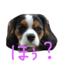 飼い犬えみぃちゃん♪時々ソフィ♪（個別スタンプ：8）