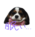 飼い犬えみぃちゃん♪時々ソフィ♪（個別スタンプ：14）