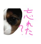 飼い犬えみぃちゃん♪時々ソフィ♪（個別スタンプ：15）