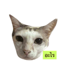 ESSENCES（個別スタンプ：3）