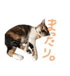 ウチの猫。。。（個別スタンプ：22）