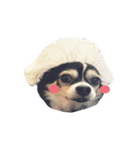 Chihuahua Doggy Dude（個別スタンプ：7）