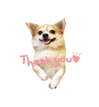 Chihuahua Doggy Dude（個別スタンプ：11）