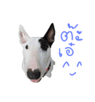 taohu bull terrier（個別スタンプ：3）