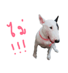 taohu bull terrier（個別スタンプ：11）