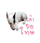 taohu bull terrier（個別スタンプ：12）