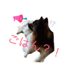 Milky,Luna,Hima..my pets.（個別スタンプ：1）
