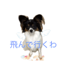 Milky,Luna,Hima..my pets.（個別スタンプ：2）